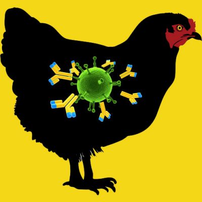 Anti Chicken Plasminogen IgG