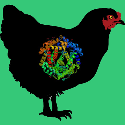 Chicken plasminogen
