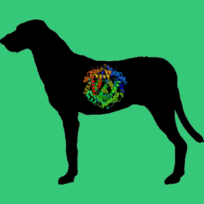 Dog Fibrinogen