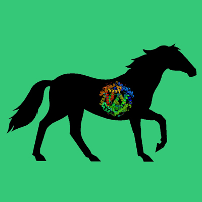 Equine (horse) plasminogen