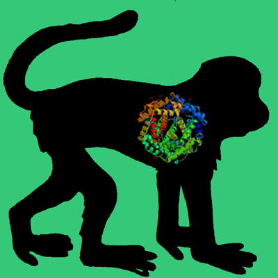 Cyno Monkey PAI-1 (wild type latent fraction)