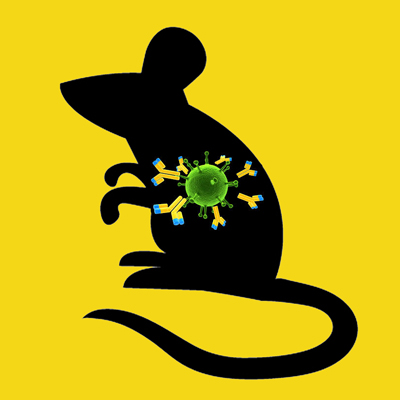 Rabbit anti mouse antiplasmin IgG fraction, FITC labeled