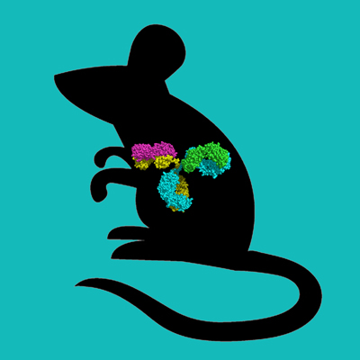 Balb C Mouse IgG, Protein A Purified