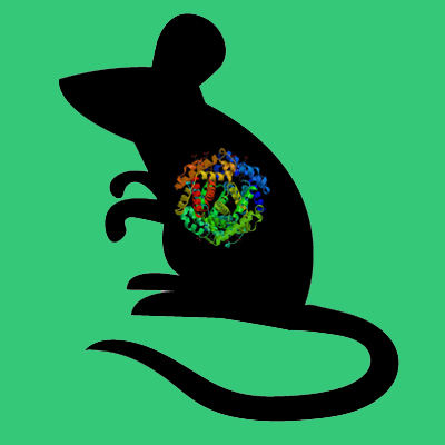 Mouse PAI-1 genetically deficient brain