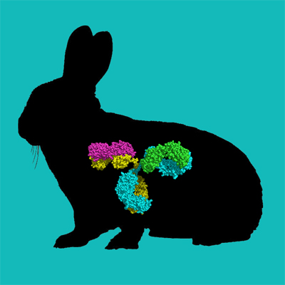 Biotin labeled rabbit IgG