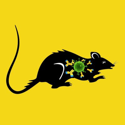 Rabbit anti rat PAI-1 IgG fraction, fluorescein labeled