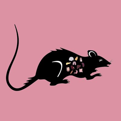 Rat Brain Tissue Lysate