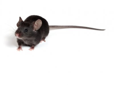 C57BL6 Knockout Mouse